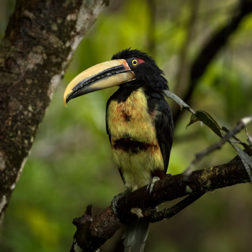 Colorful toucan perched on a branch for birdwatching