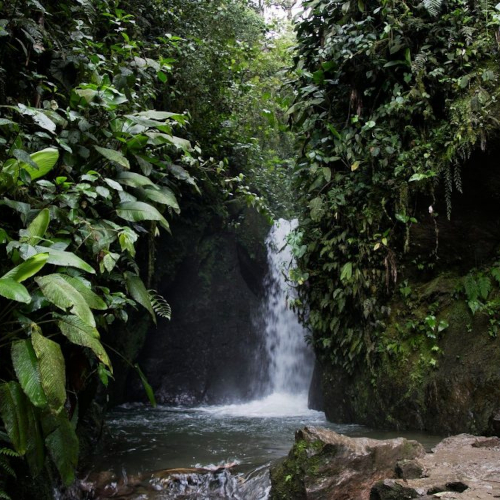 Cascading waterfall in a lush green forest