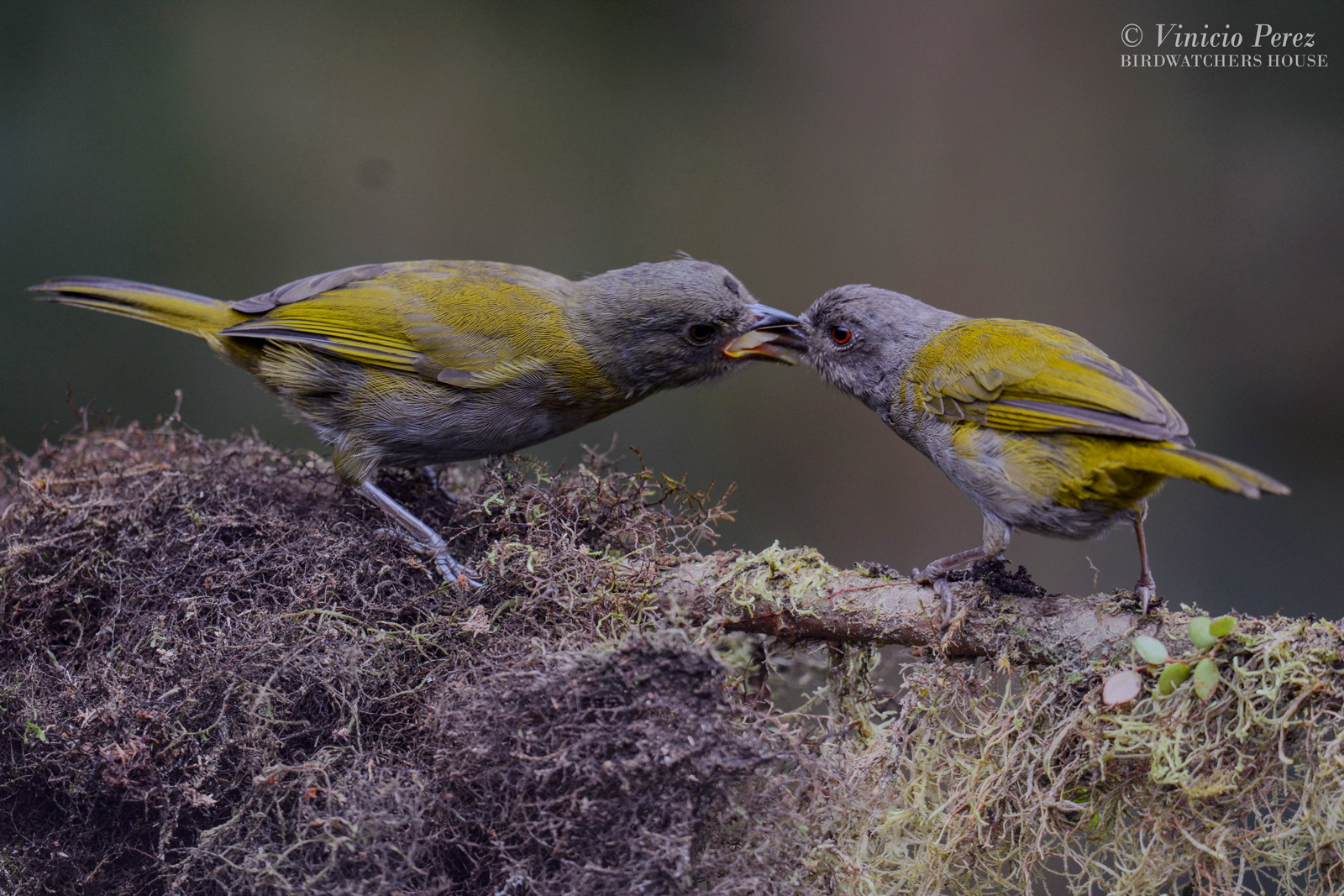 Observación de aves