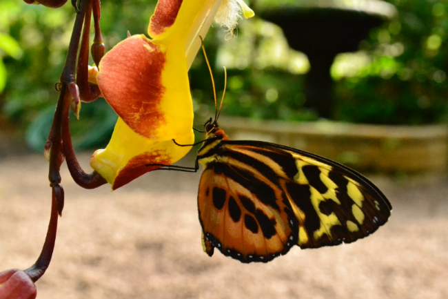 Mariposario de Mindo